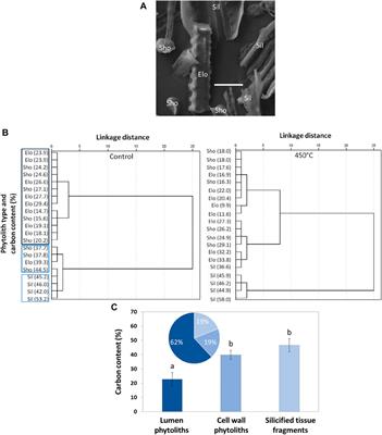 Auto-Fluorescence in Phytoliths—A Mechanistic Understanding Derived From Microscopic and Spectroscopic Analyses